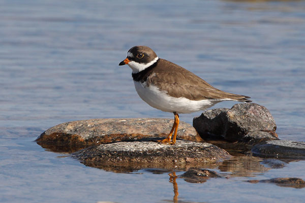 Semipalmated Plover © Russ Chantler